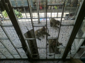 Planet of the Monkeys